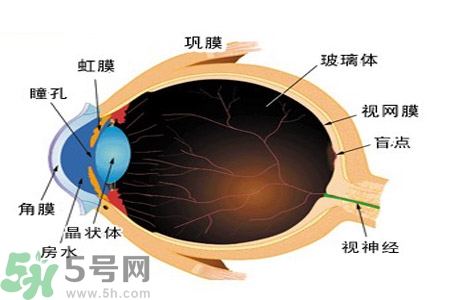 近視眼的護(hù)理措施？近視眼的飲食護(hù)理？
