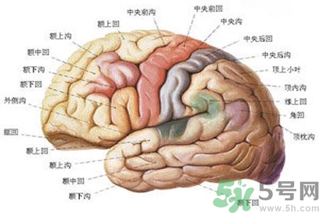 腦出血的治療方法是什么？腦出血可以用哪些藥物治療？