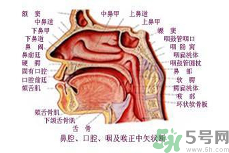 鼻咽癌的日常措施是什么？鼻咽癌注意的飲食有哪些？