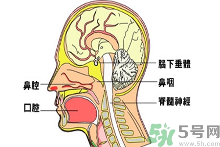 鼻咽癌的治療方法是什么？鼻咽癌可以用什么藥物治療？