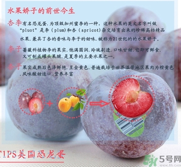恐龍蛋水果孕婦可以吃嗎？恐龍蛋的禁忌