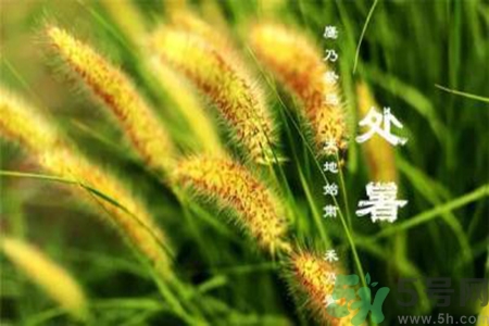 處暑出生的人怎么取名？處暑出生的人的命運？