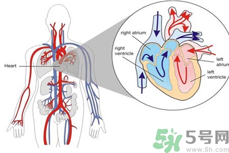先天性心臟病發(fā)病原因是什么？