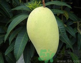 青芒和黃色芒果哪個(gè)好？青芒和黃色芒果的區(qū)別