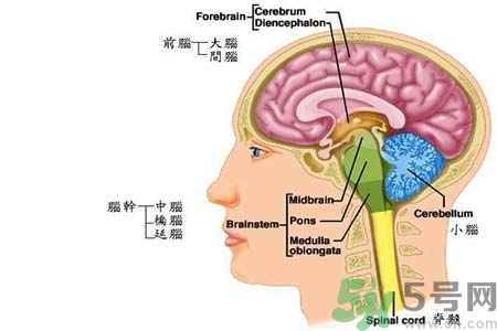 帕金森的易發(fā)人群有哪些？如何預(yù)防帕金森？