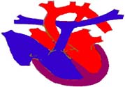 心臟病的癥狀是什么？心臟病的種類有哪些？