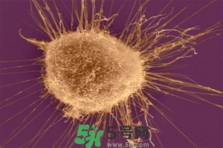 不宜過多食用辣椒的人群有哪些？夏天吃辣椒的好處有哪些？