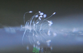優(yōu)曇花是什么花？優(yōu)曇花現(xiàn)實(shí)中有嗎？