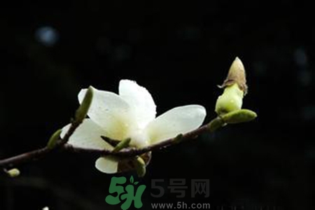 優(yōu)曇花是什么花？優(yōu)曇花現(xiàn)實(shí)中有嗎？