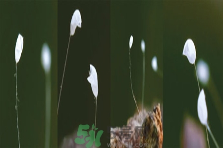優(yōu)曇花是什么花？優(yōu)曇花現(xiàn)實(shí)中有嗎？