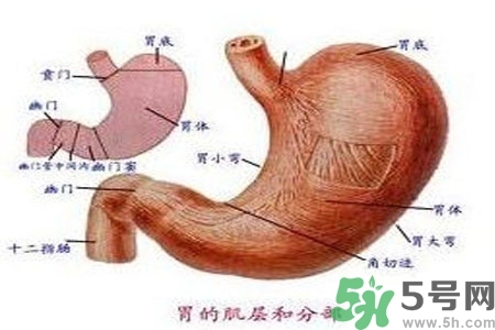 哪些食物幫你在酒后保養(yǎng)胃部？養(yǎng)胃護(hù)胃的誤區(qū)是什么？