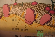 高膽固醇會(huì)影響胖瘦嗎？高膽固醇和胖瘦有關(guān)系嗎？