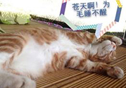 秋乏是什么原因？秋乏怎么辦？