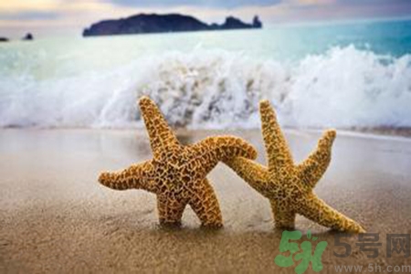 海星可以離開水嗎？海星離開水還可以活多久？