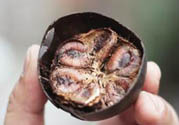 羅漢果可以治療慢性咽炎嗎？慢性咽炎中藥藥方推薦