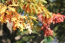 如何應(yīng)對秋老虎？秋老虎如何養(yǎng)生？