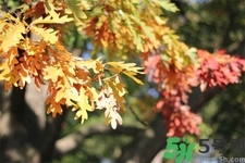秋天換季病有哪些？秋天該如何保健養(yǎng)生呢？
