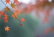 如何應對秋老虎？秋老虎如何養(yǎng)生？