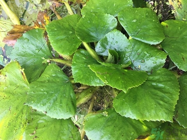 菱角和豬肉能一起吃嗎？菱角和什么不能一起吃？