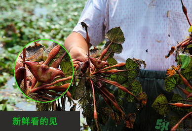 菱角是發(fā)物嗎？菱角是寒性的嗎？