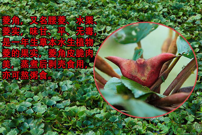 菱角是發(fā)物嗎？菱角是寒性的嗎？