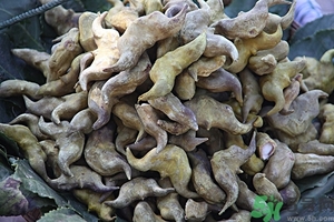 菱角是什么？菱角是什么季節(jié)成熟的？
