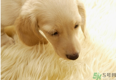 孕婦可以和狗狗在一起嗎？孕婦和狗狗接觸好不好？