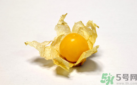 姑娘果的營養(yǎng)價值有哪些？姑娘果的功效與作用