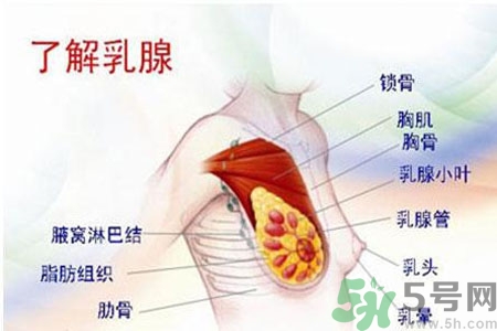 如何預(yù)防女性乳頭痛？女性需注意乳房的哪些問題？