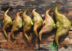 菱角懷孕可以吃嗎？孕婦能吃菱角嗎？
