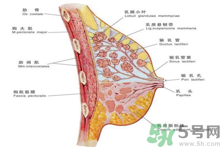 乳頭為什么會癢？乳頭癢怎么辦？