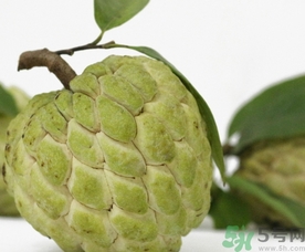 釋迦果怎么吃？釋迦的營養(yǎng)價值功效作用