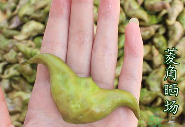 菱角懷孕可以吃嗎？孕婦能吃菱角嗎？
