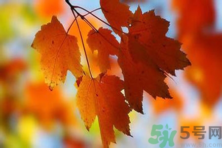 秋燥是什么？秋燥怎么辦？