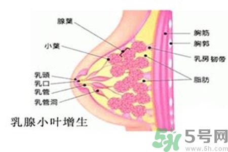 乳房脹痛的原因？乳房脹痛怎么辦？
