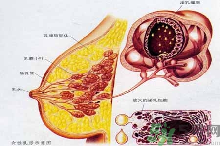 乳腺增生可以懷孕嗎？如何預(yù)防乳腺增生？