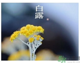 白露是什么意思？白露是幾月幾日
