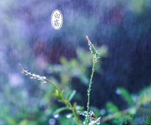 白露茶是什么茶？白露為什么要喝白露茶？