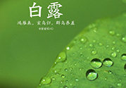 白露喝什么茶？白露養(yǎng)生茶飲推薦