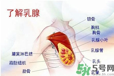 乳房上有硬塊怎么辦？乳房有硬塊的病因是什么？
