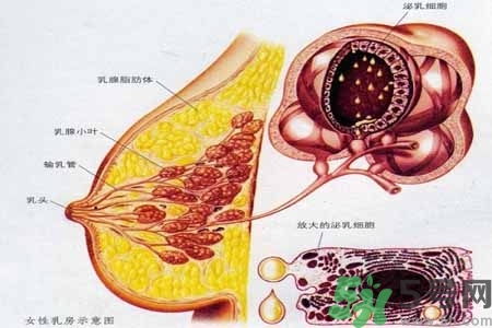 乳房上有硬塊怎么辦？乳房有硬塊的病因是什么？