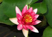 處暑如何養(yǎng)生？處暑養(yǎng)生要注意什么？