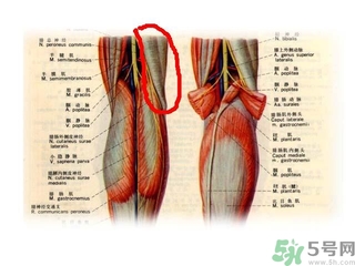 韌帶斷裂吃什么好得快？前十字韌帶斷裂吃什么補(bǔ)品？