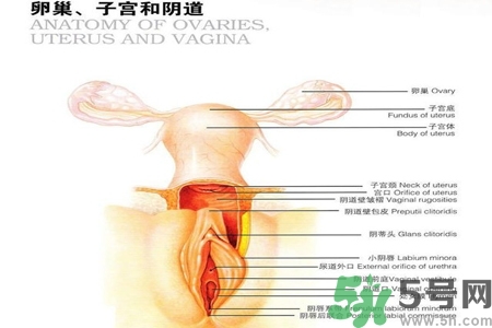 陰道出血和什么有關(guān)？陰道出血的應(yīng)急措施有哪些？