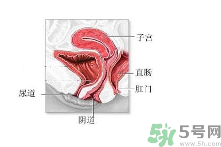 陰道松弛是什么？陰道松弛的癥狀有哪些？