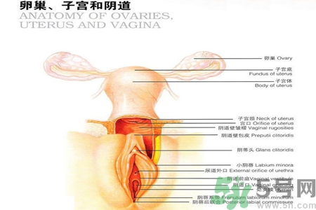 陰道干澀的原因是什么？陰道干澀怎么辦？