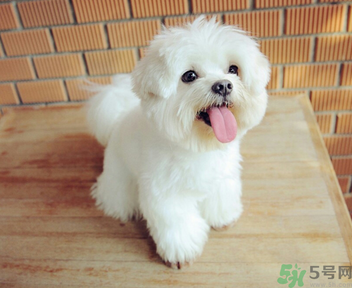 狗狗可以吃月餅嗎？狗狗吃月餅的危害