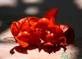 紅姑娘吃多了會怎樣？吃野生紅姑娘的好處和壞處