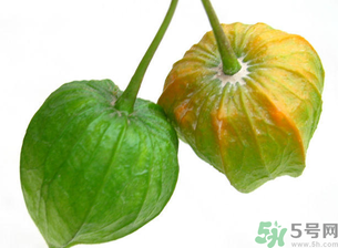 紅姑娘吃多了會怎樣？吃野生紅姑娘的好處和壞處