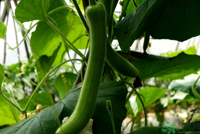 瓠子是涼性的嗎？如何辨別涼性食物與寒性食物？